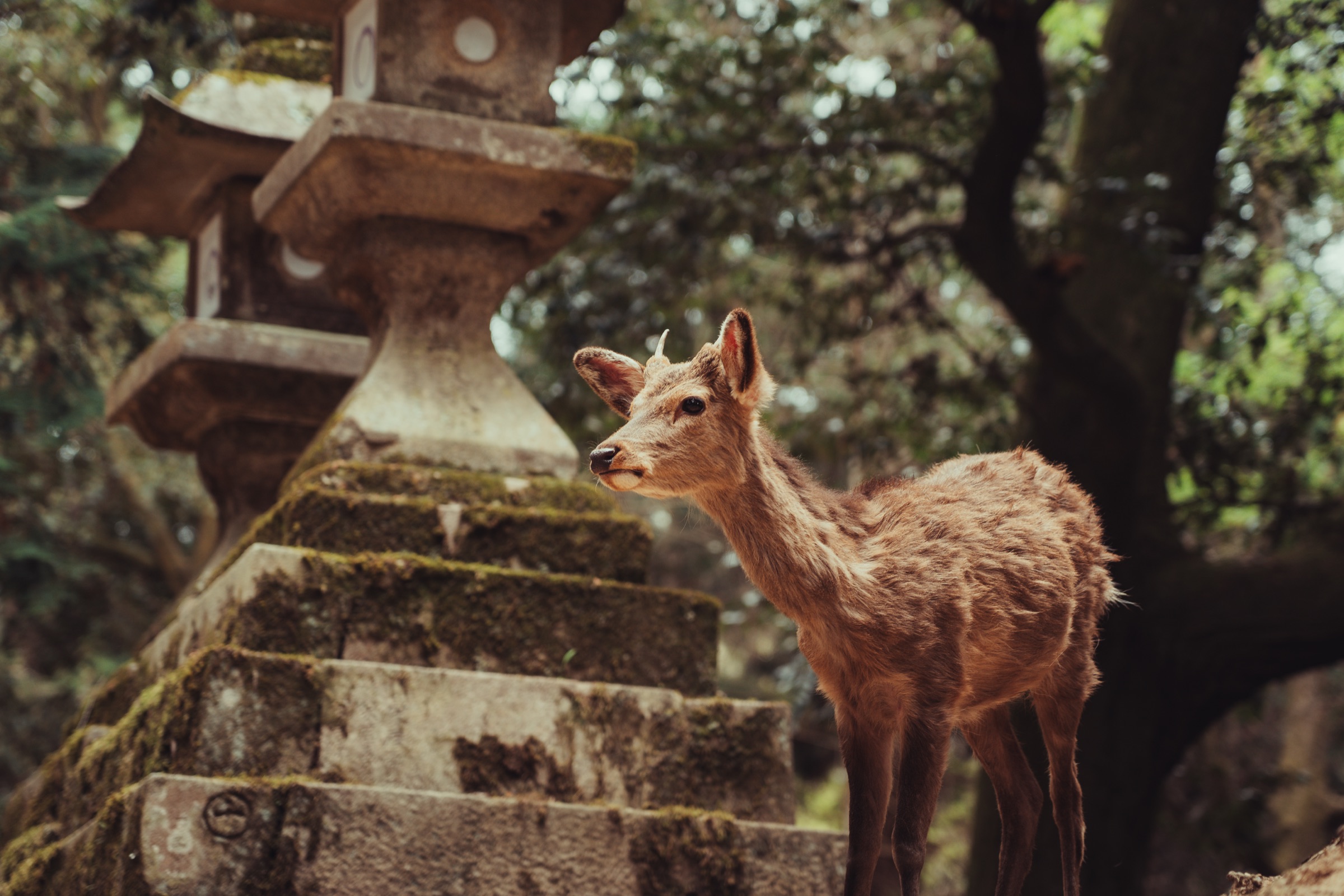 japan — photograph 7