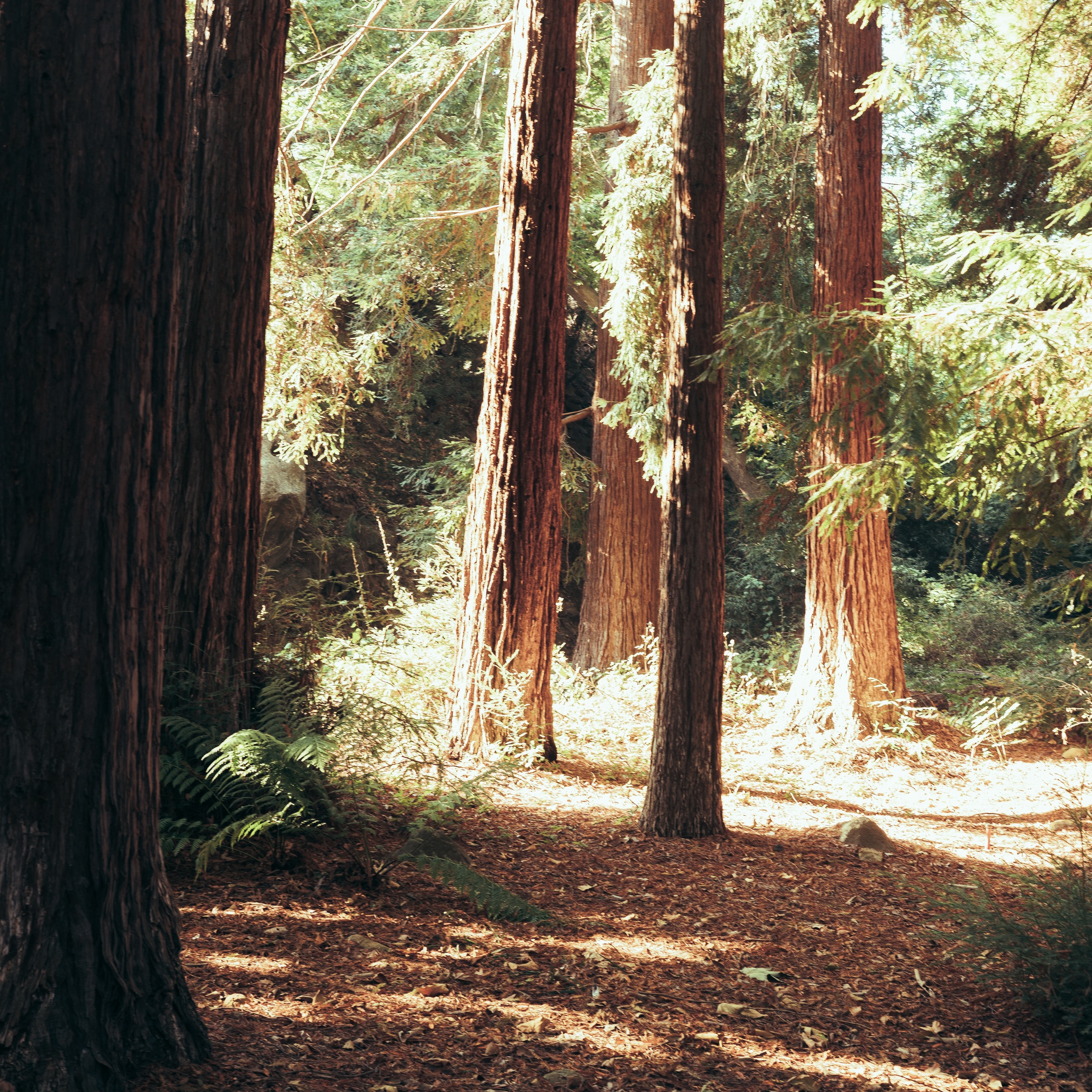 california — photograph 1